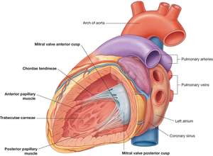 Mitral valve relaxation